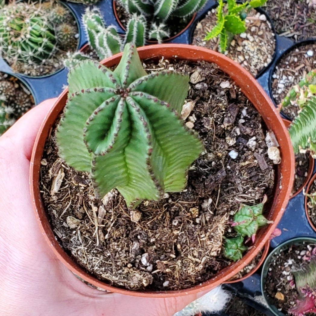 zipper succulent Euphorbia anoplia 'Tanzanian Zipper Plant'