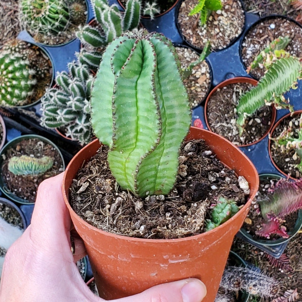 zipper succulent Euphorbia anoplia 'Tanzanian Zipper Plant'