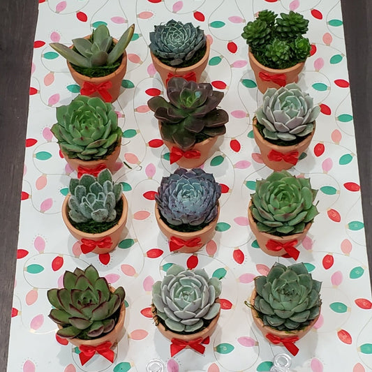 Holiday Themed Succulent Favors in Mini Pots