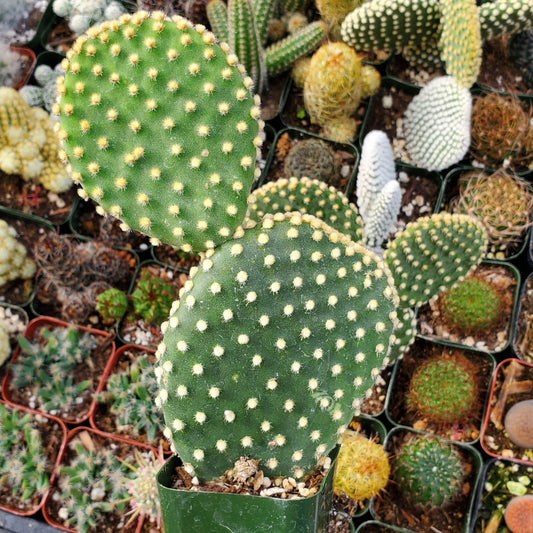 Opuntia microdasys var. pallida 'Golden Bunny Ears'