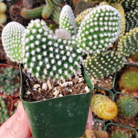 Opuntia microdasys var. albospina 'White Bunny Ears'