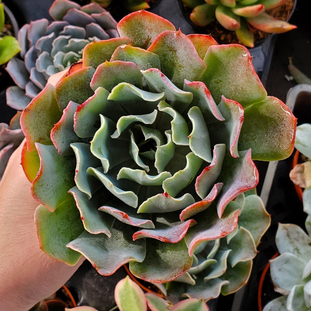 succulent with wavy leaves Echeveria 'Water Ripple'