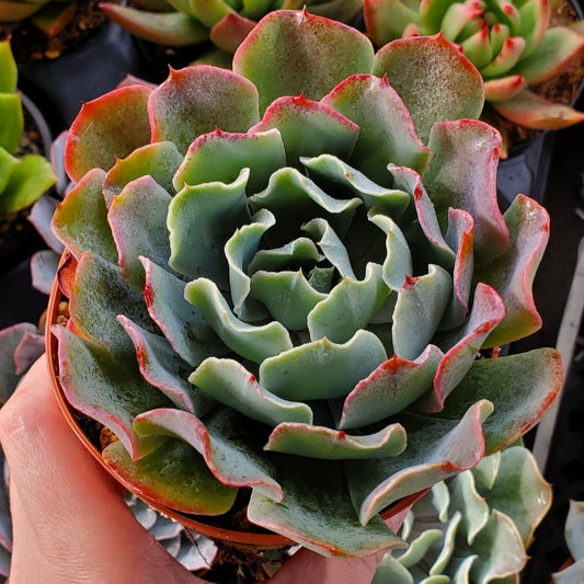 Echeveria 'Water Ripple'