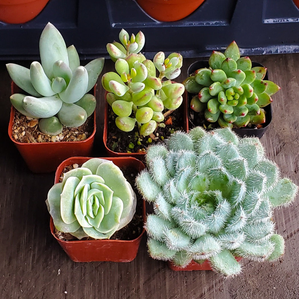 4 Succulent Subscription Box