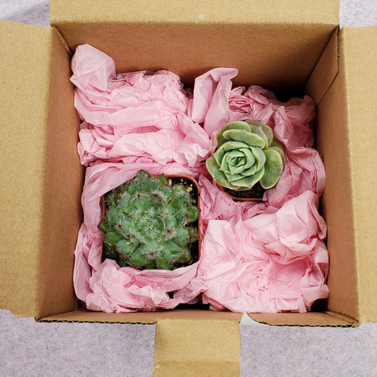 2 Succulent Subscription Box