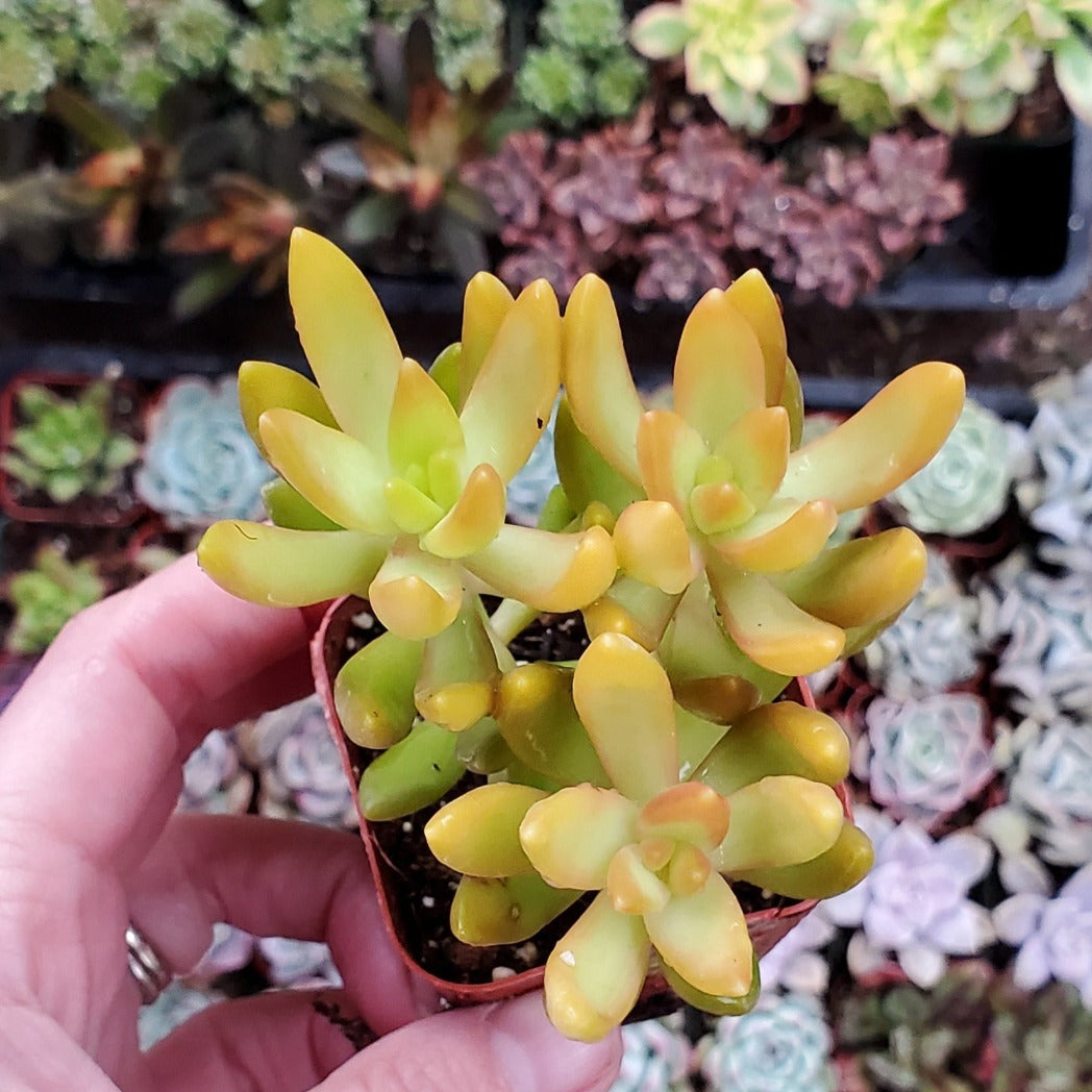 golden goddess succulent Sedum nussbaumerianum