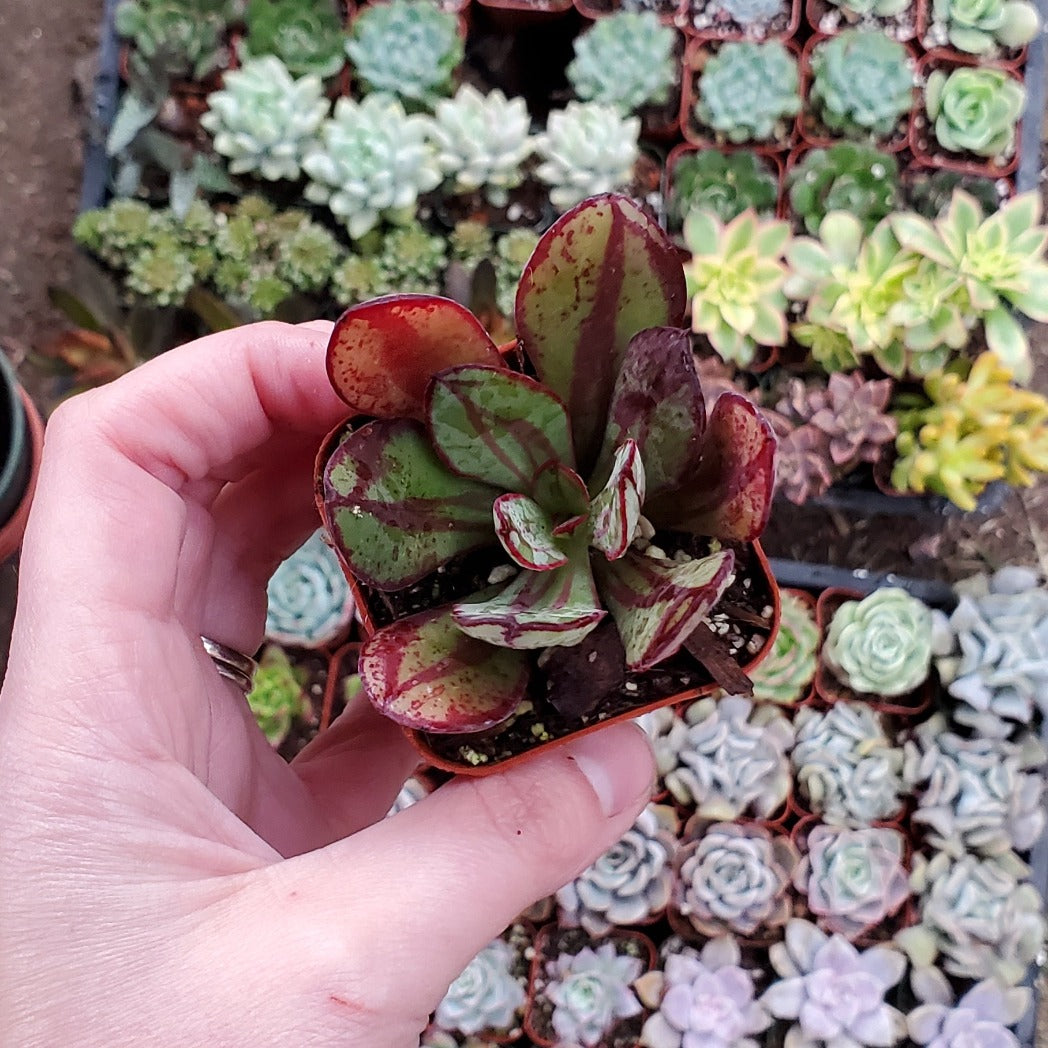 echeveria nodulosa succulent Echeveria nodulosa 'Painted Echeveria'