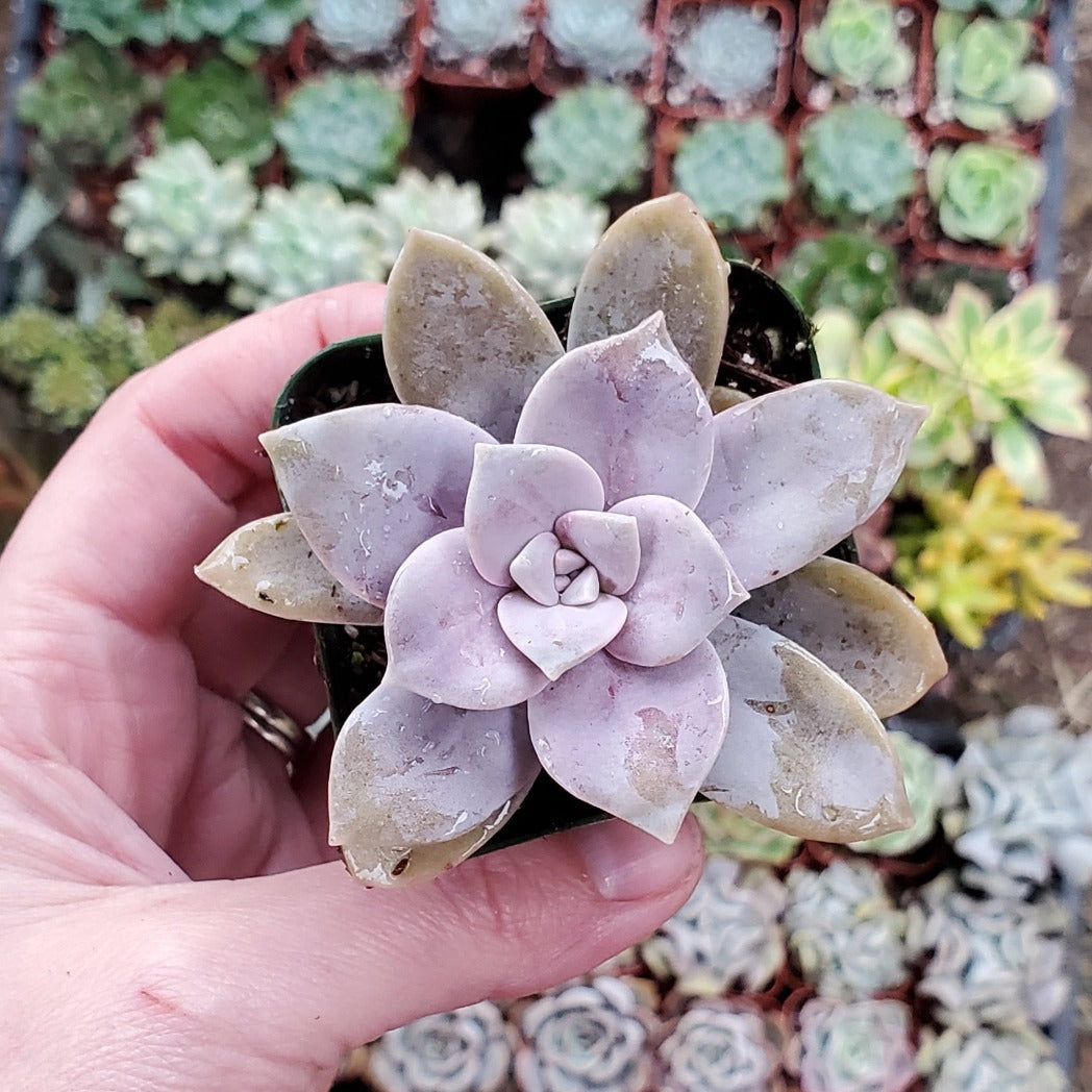 succulent superbum Graptopetalum superbum