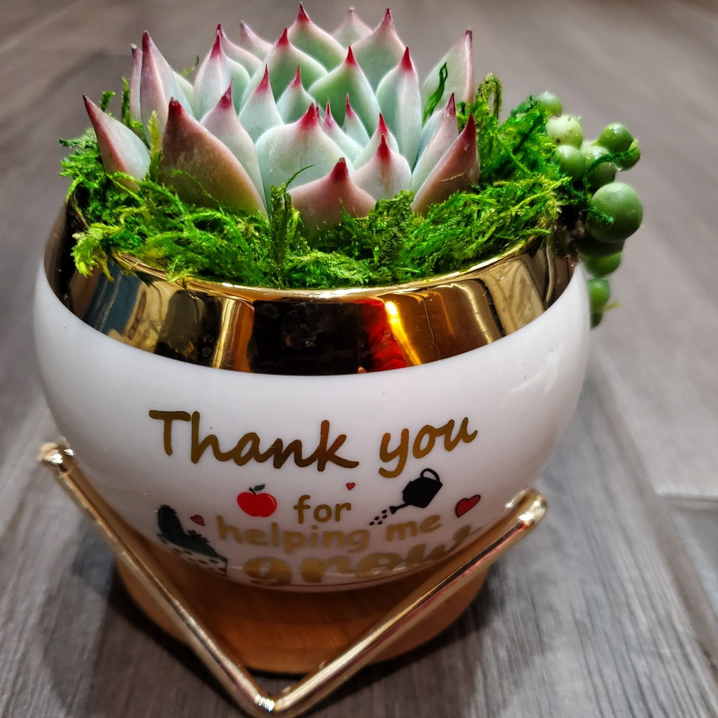 "Thank you for helping me grow" Succulent Gift Box