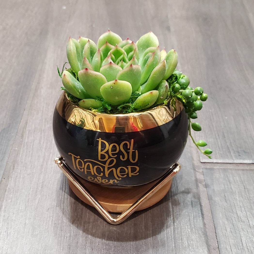 succulent plant teacher gifts Best Teacher Ever Succulent Gift Box