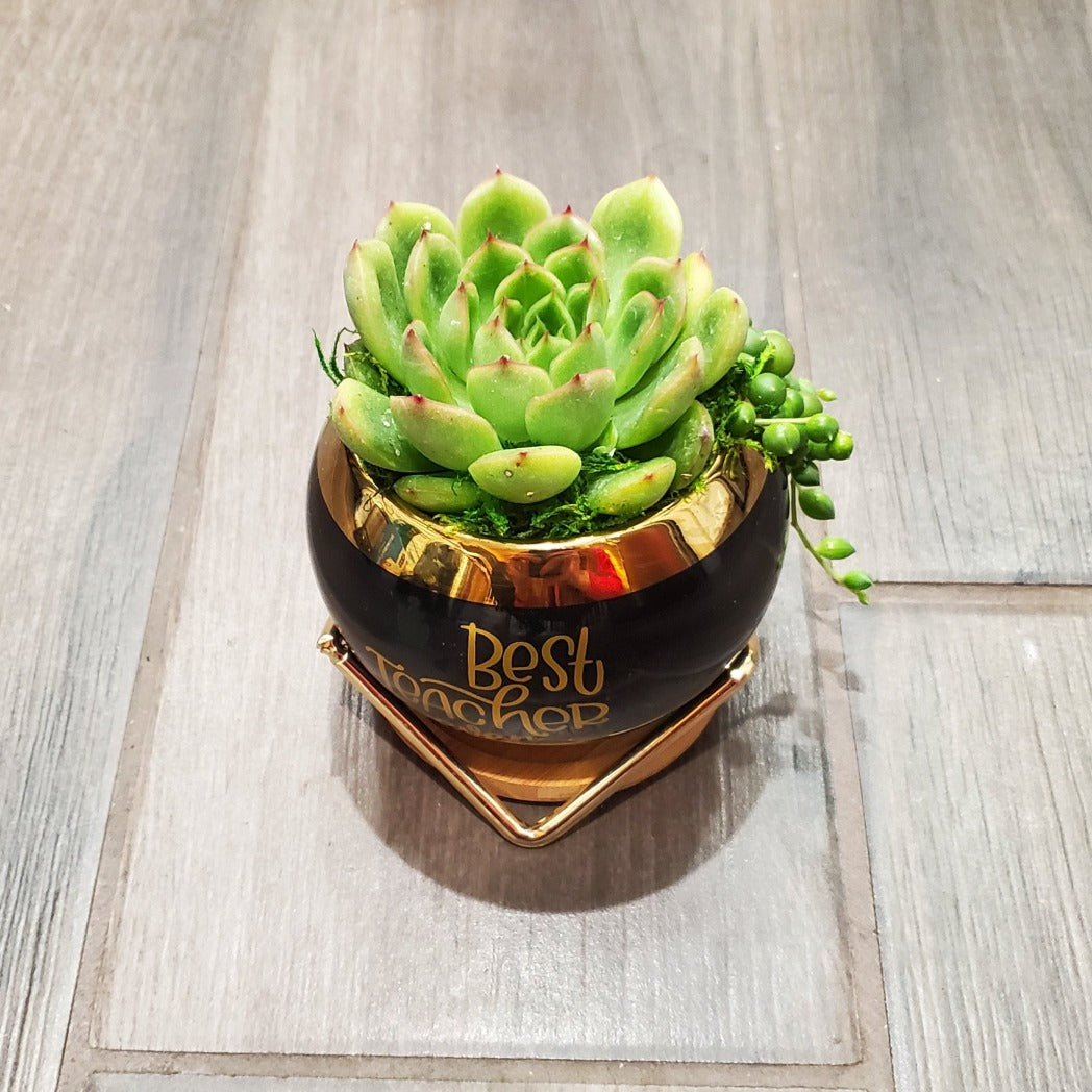 succulent gift pot Best Teacher Ever Succulent Gift Box