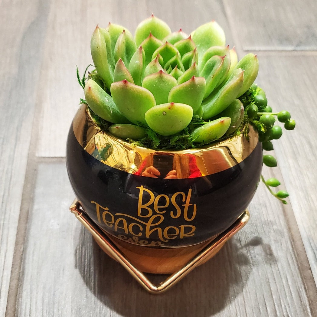 succulent gift pots Best Teacher Ever Succulent Gift Box