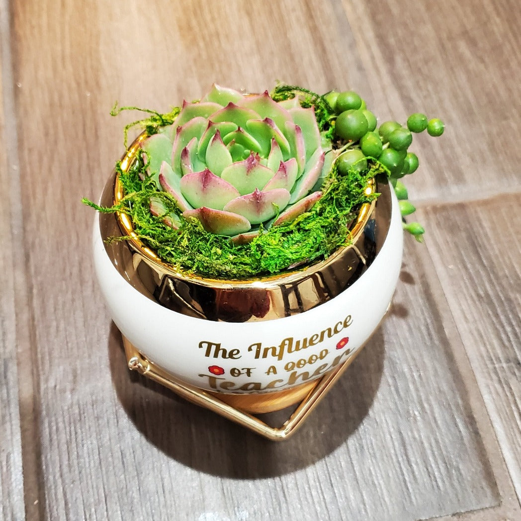 natural succulents gift box The Influence of a Good Teacher" Succulent Gift Box