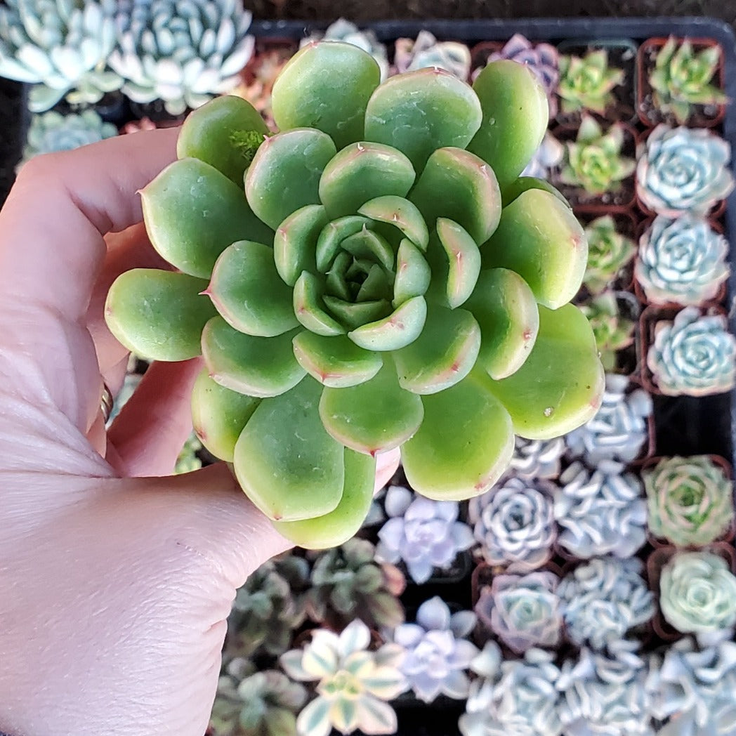 Echeveria 'Cris'