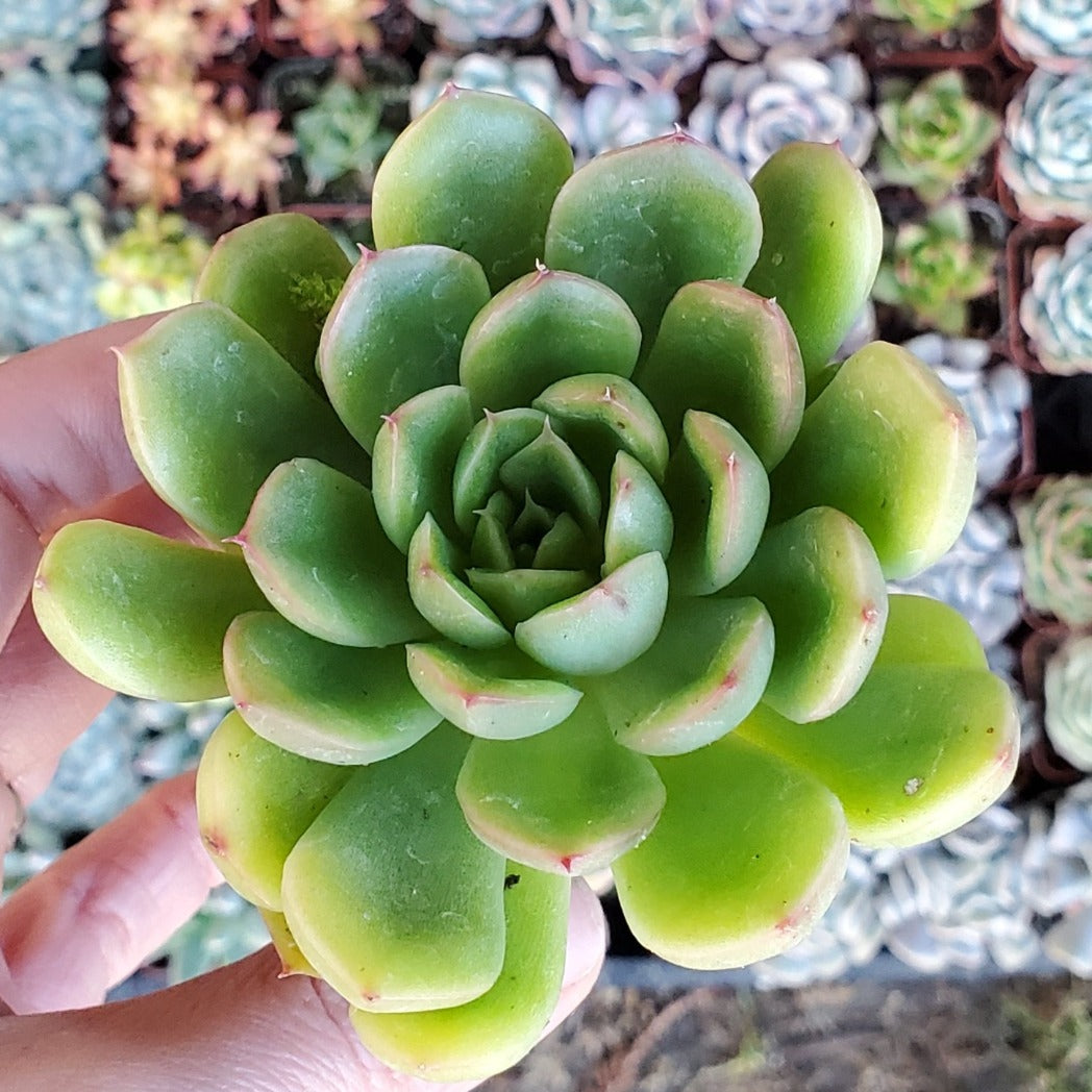 Echeveria 'Cris'