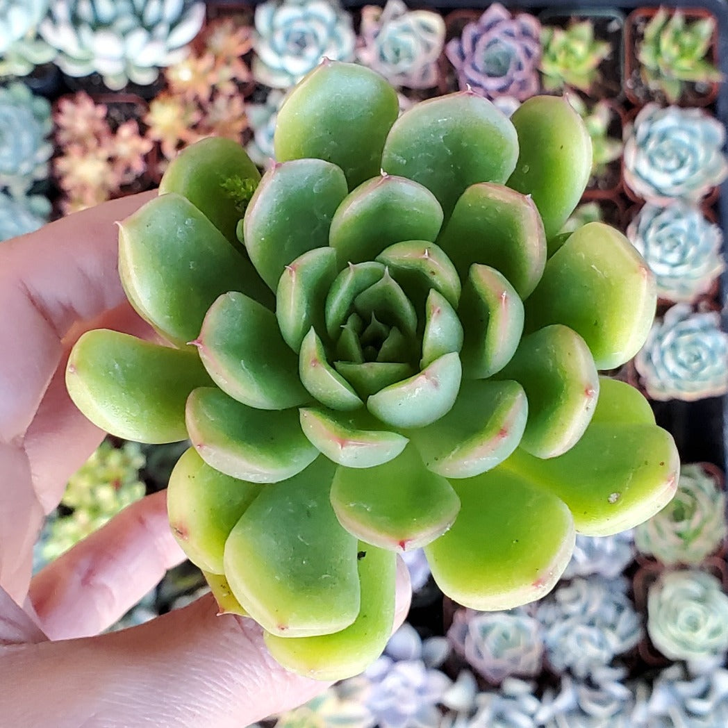 Echeveria 'Cris'