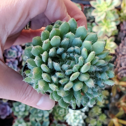 Echeveria setosa var. deminuta