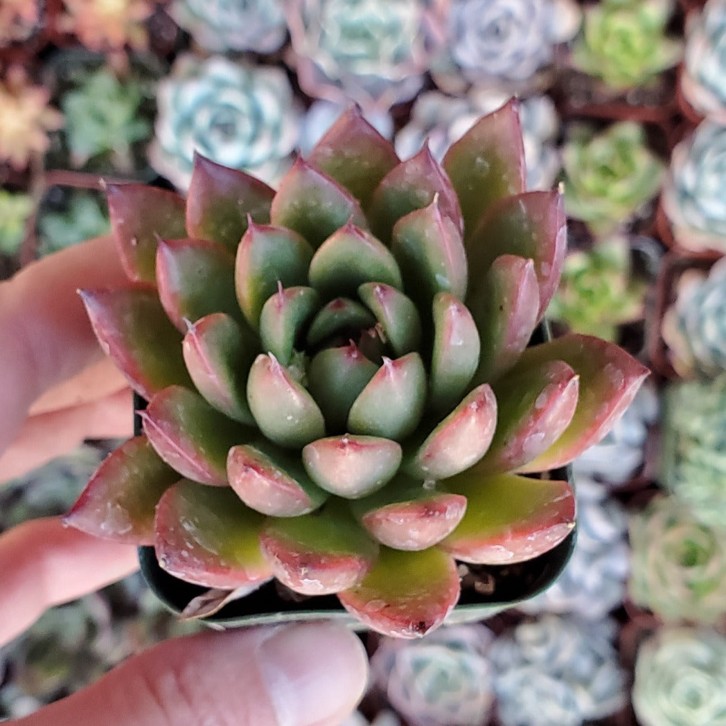 succulent green with red tips Echeveria agavoides 'Red Tip'
