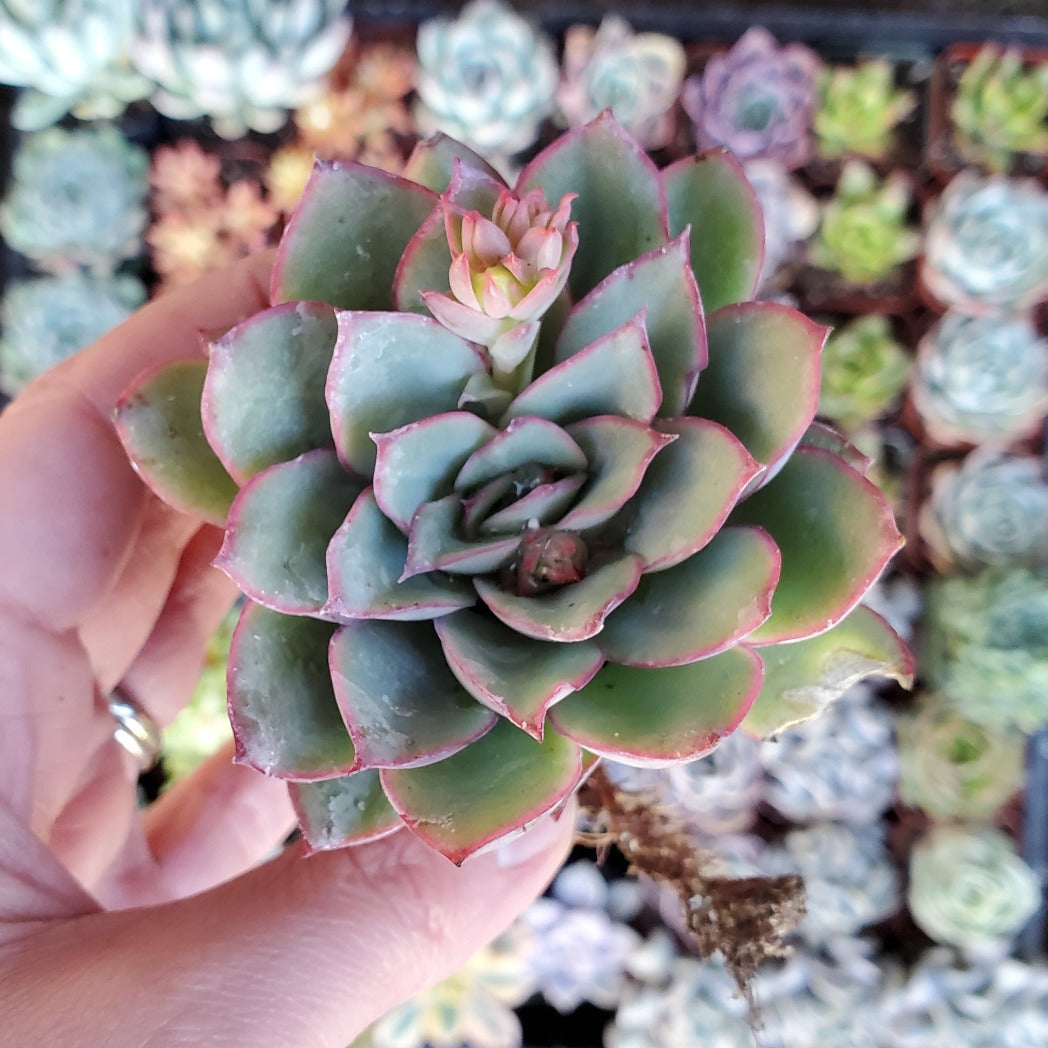 Echeveria 'Pulidonis'