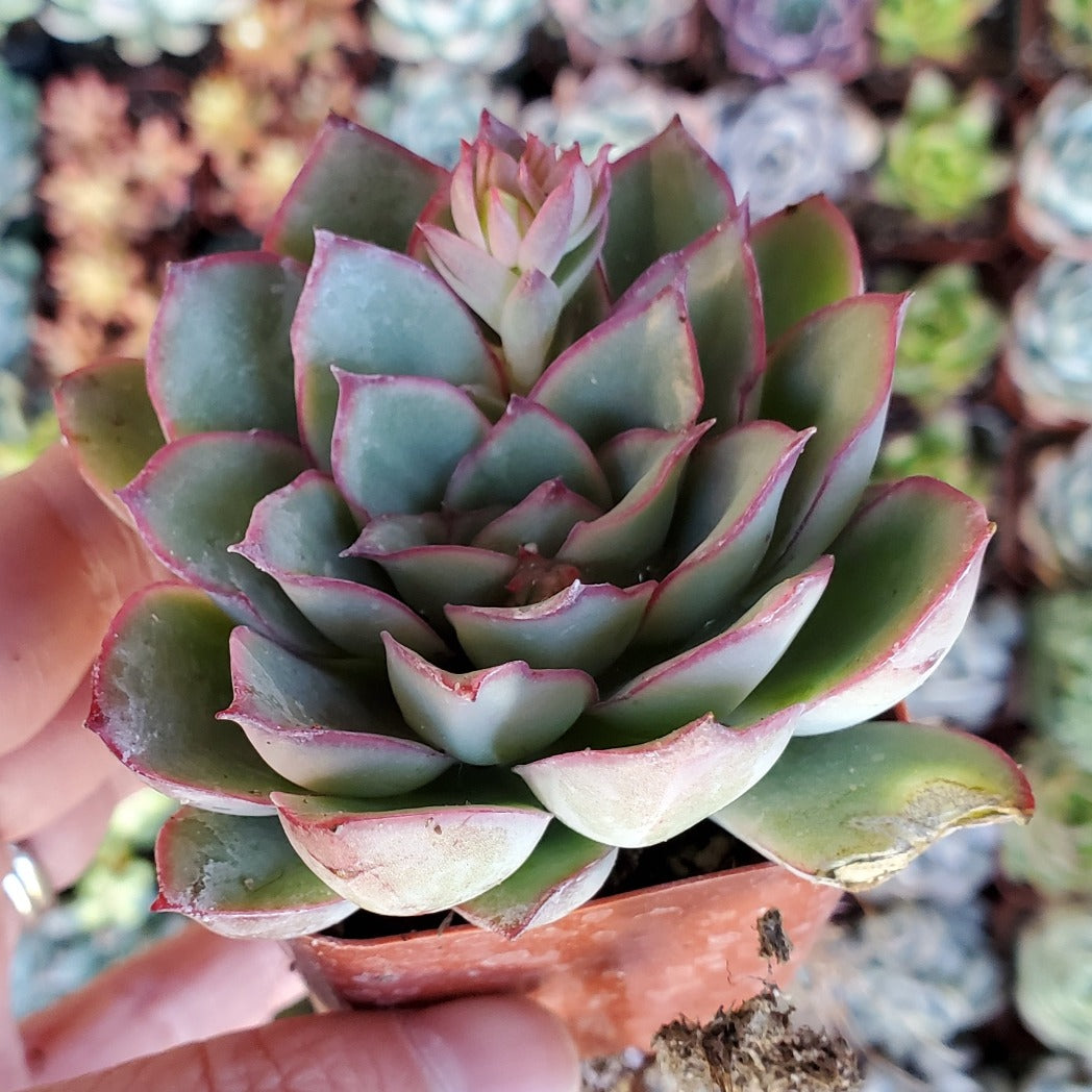 Echeveria 'Pulidonis'
