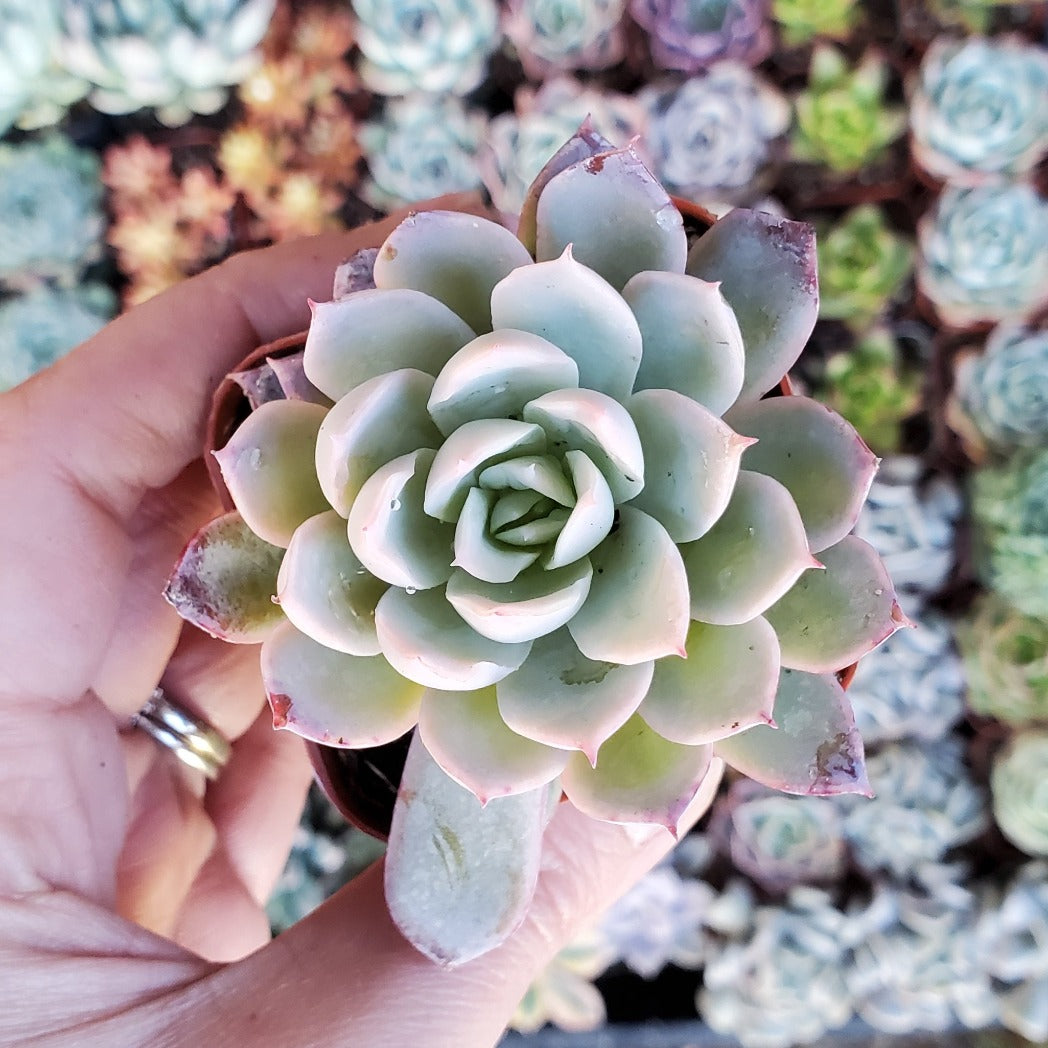 violet queen succulent flower Echeveria 'Violet Queen'