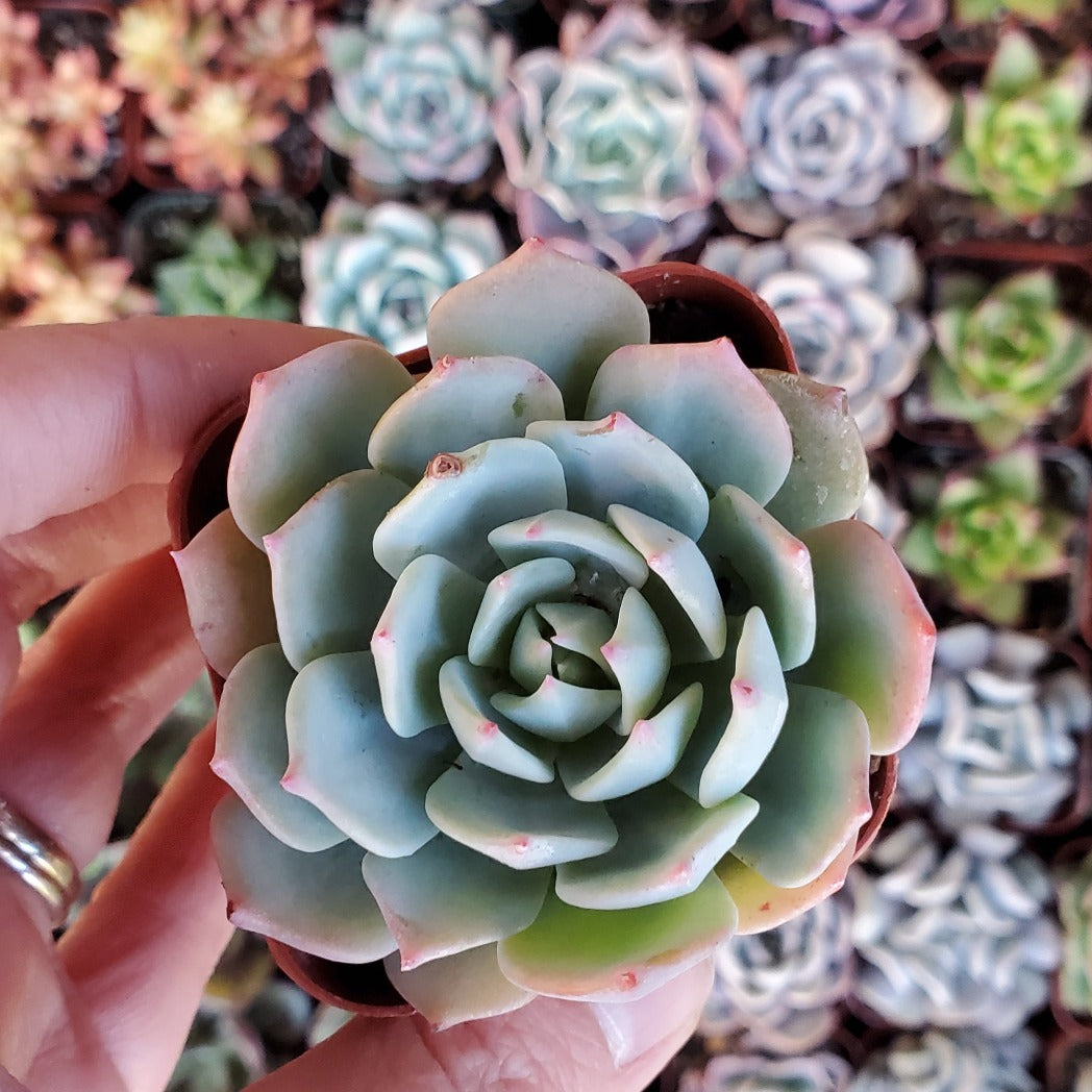 blue smoke succulent Echeveria 'Blue Mist'