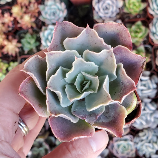 Echeveria 'Belen'