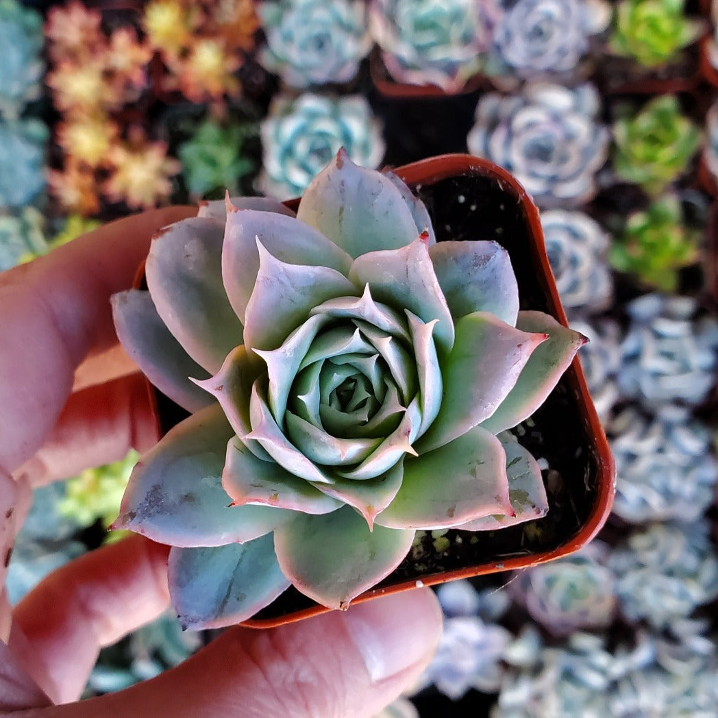 rose succulent Echeveria 'Rose Queen'