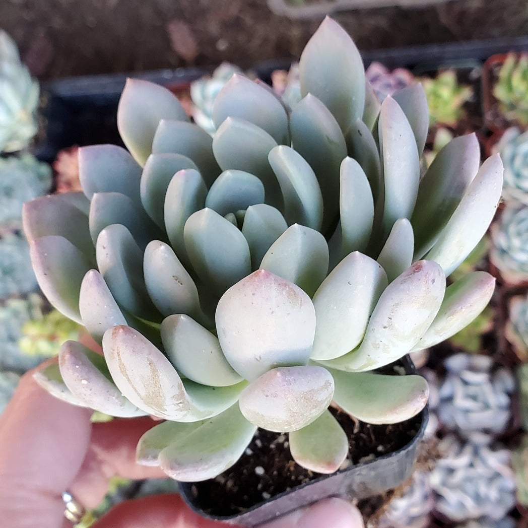 scheideckeri succulent Pachyveria 'Scheideckeri' 'Jeweled Crown'