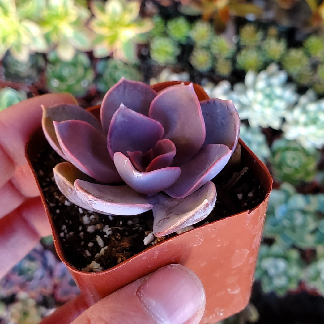 Echeveria 'Perle von Nurnberg'