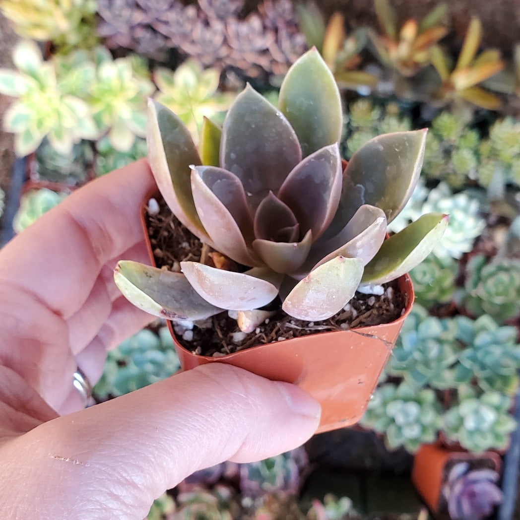 graptoveria fred ives succulent Graptoveria 'Fred Ives'