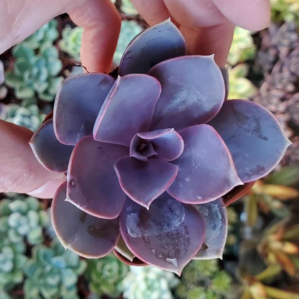 Echeveria 'Perle von Nurnberg'