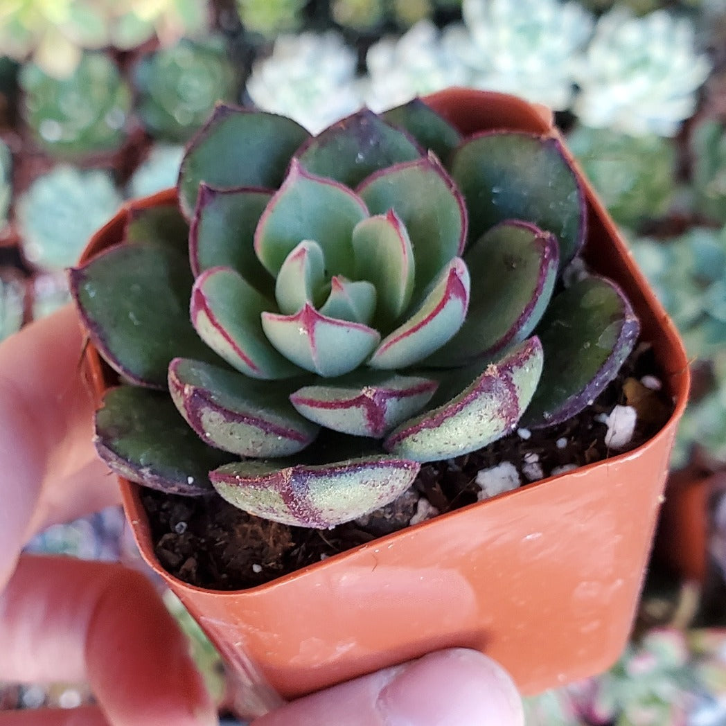 daniels succulents Echeveria 'Joan Daniel'