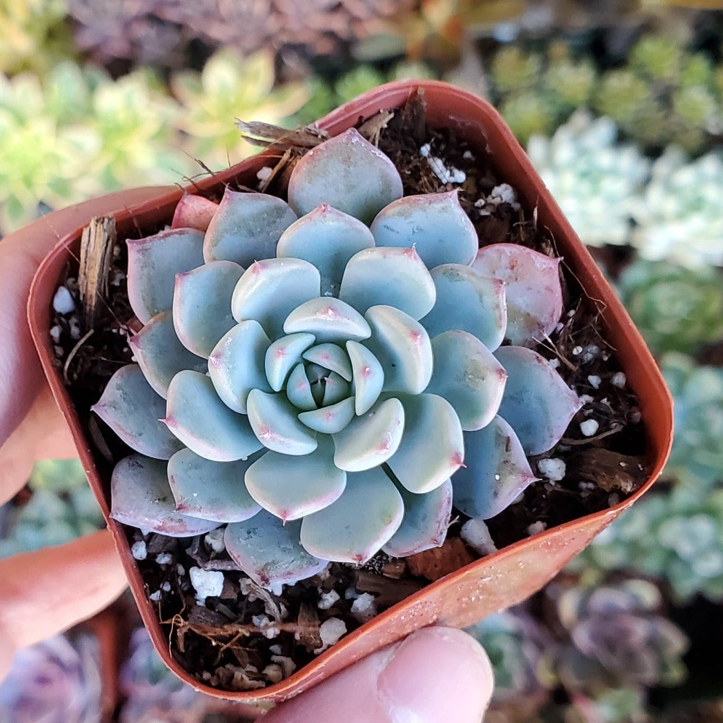 blue minima succulent Echeveria 'Minima'