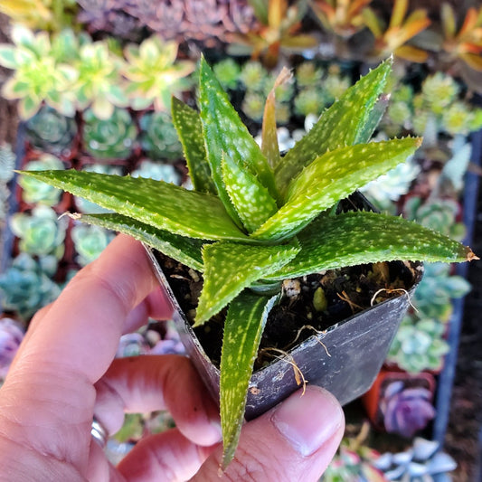 Aloe Sp.