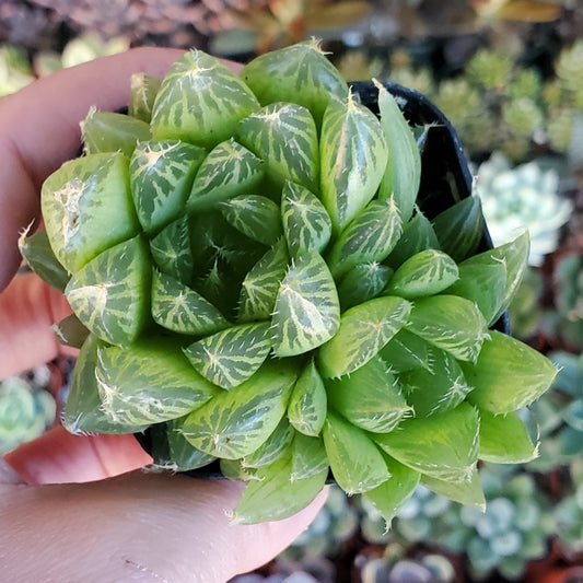 Haworthia cooperi var. cooperi