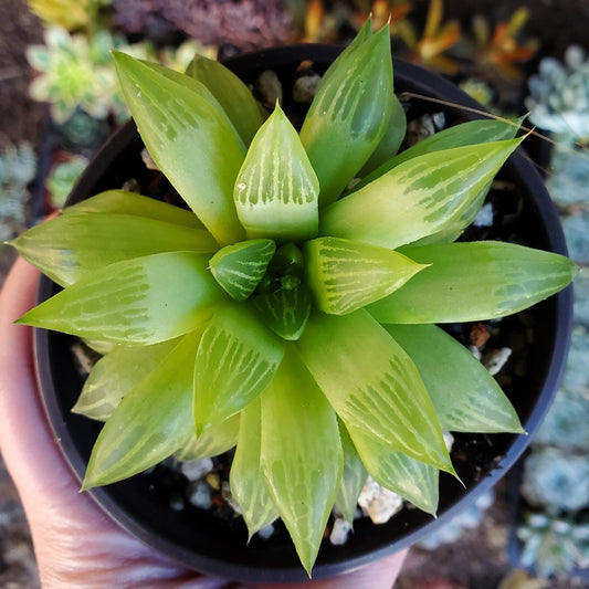 Haworthia retusa f. geraldii