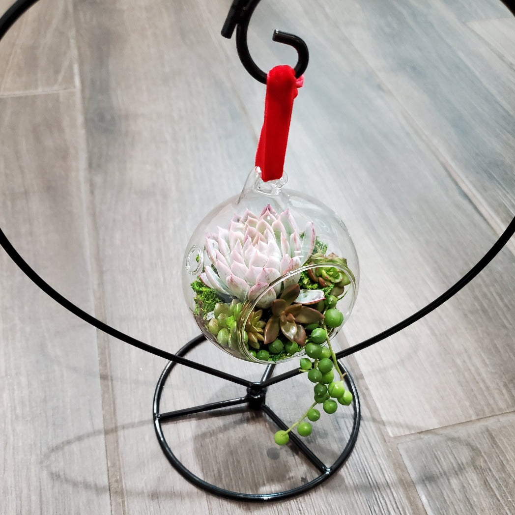 DIY Glass Succulent Hanging Terrarium Kit Rooted in Paradise
