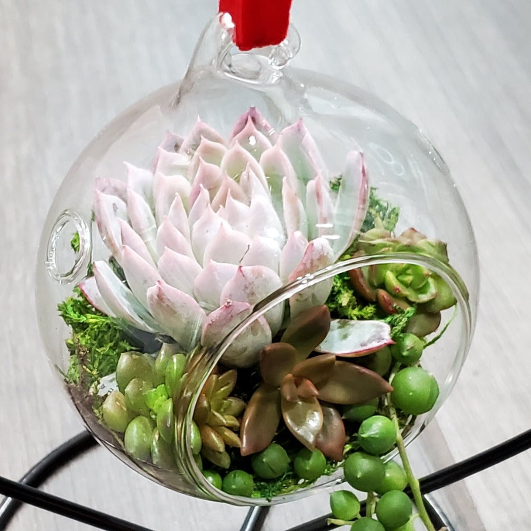 hanging glass succulent DIY Glass Succulent Hanging Terrarium Kit 1 Kit