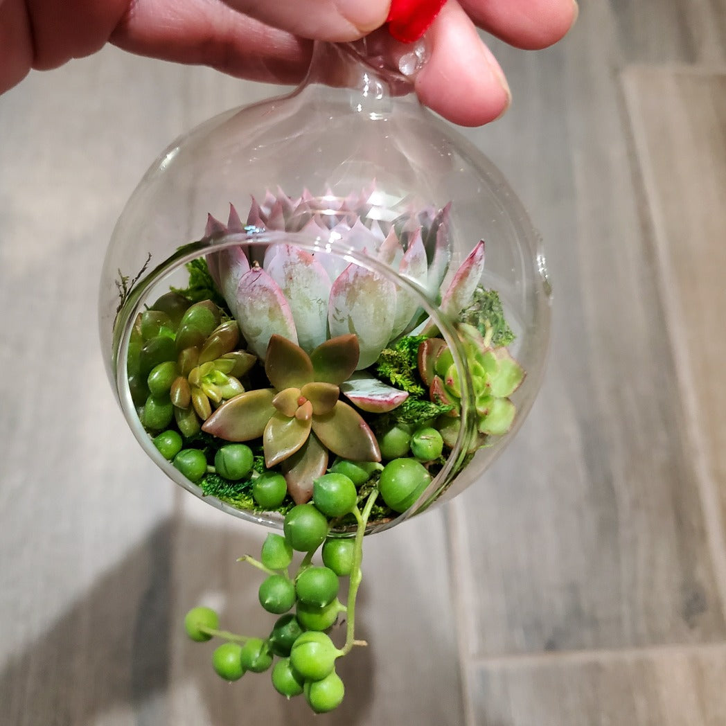 hanging glass succulent planter DIY Glass Succulent Hanging Terrarium Kit 1 Kit