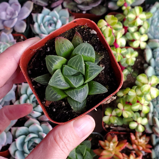 Haworthia mutica