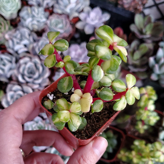 Portulacaria afra 'Medio-picta' or 'Midstripe Rainbow Bush'