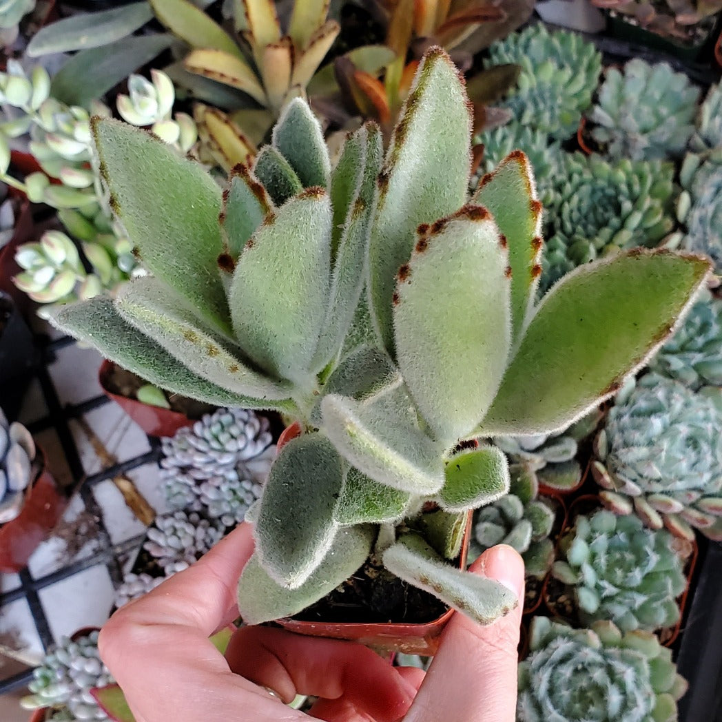 Kalanchoe tomentosa 'Panda Plant' | Rooted in Paradise Succulent Studio ...