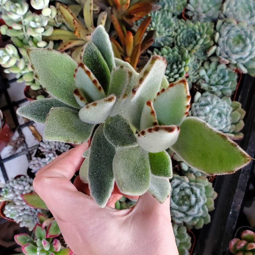 white panda succulent Kalanchoe tomentosa 'Panda Plant'