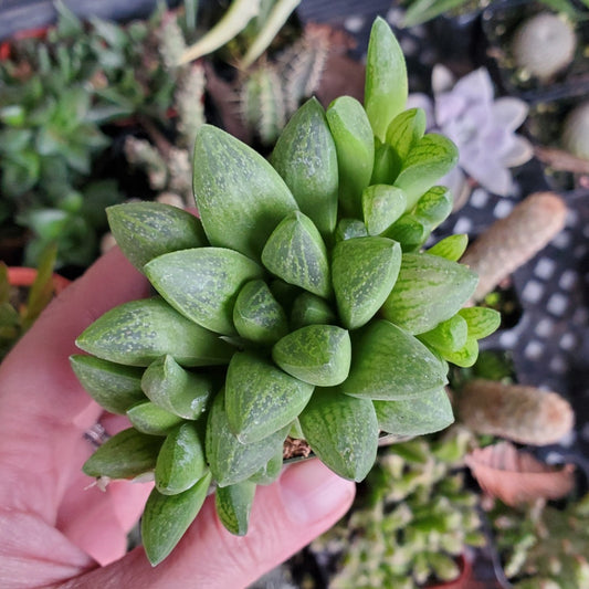 Haworthia turgida var. suberecta