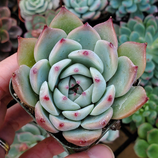 Echeveria chihuahuaensis