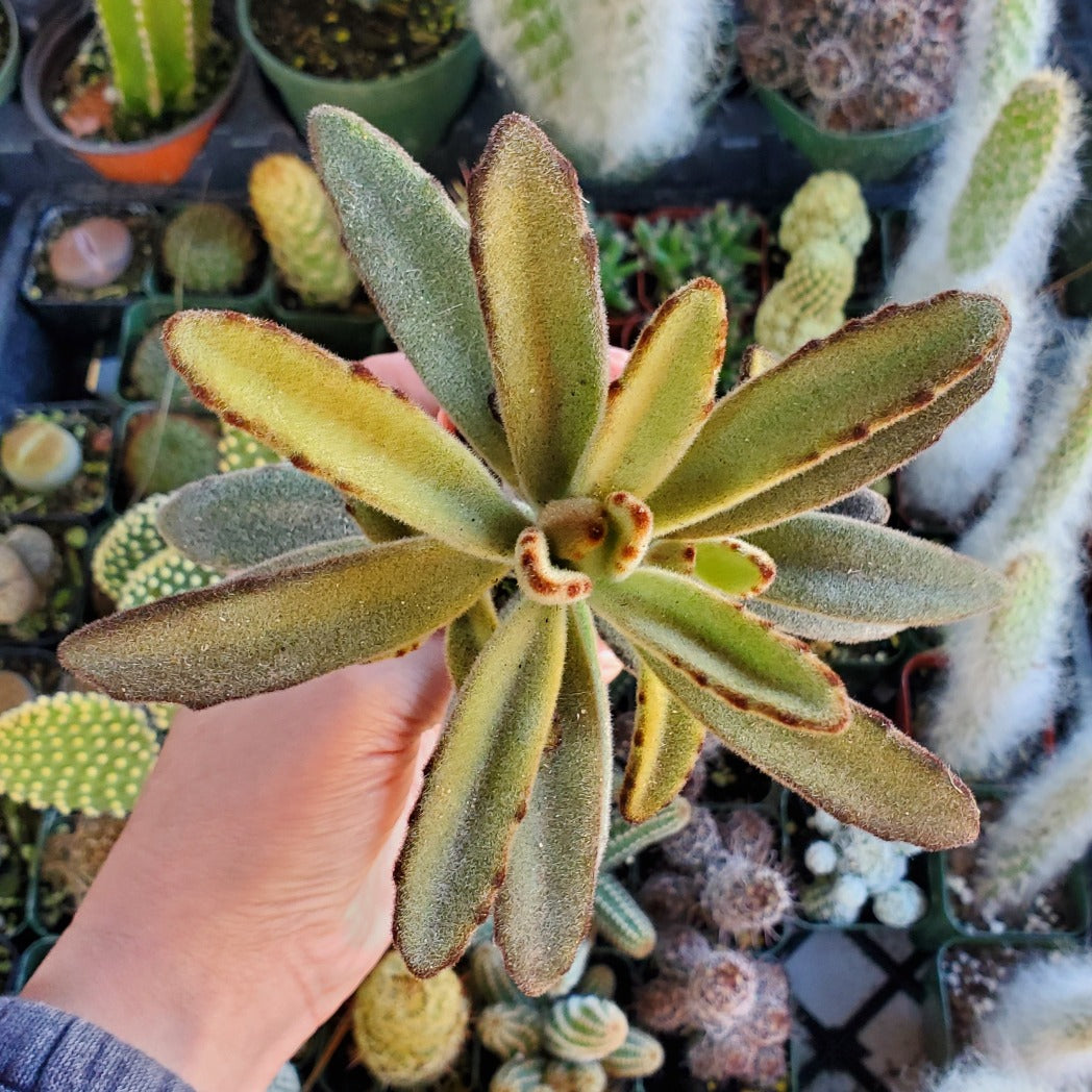 chocolate succulent plant Kalanchoe tomentosa 'Chocolate Soldier'