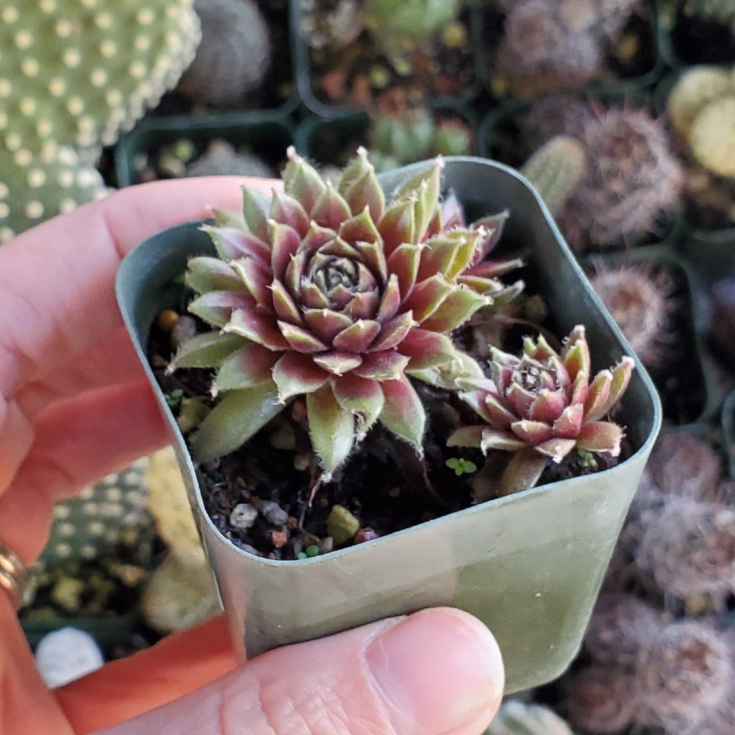 abane succulent Sempervivum arachnoideum 'Abby'