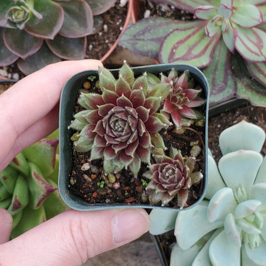 Sempervivum arachnoideum 'Abby'