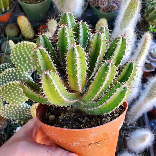 Euphorbia graniticola